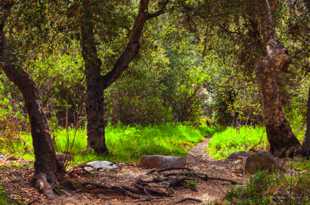 Elfin Forest-8606.jpg Elfin Forest-8606.jpg